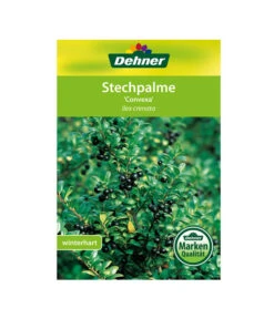 Japanische Stechpalme, Kugel 6 Japanische Stechpalme, Kugel -Deutschland Genussgarten Verkaufs-Shop 00000000 Ilex crenata Convexa 2016 1