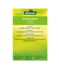 Japanische Stechpalme, Kugel 7 Japanische Stechpalme, Kugel -Deutschland Genussgarten Verkaufs-Shop 00000000 Ilex crenata Convexa 2016 2