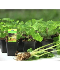 Wasabi 13 Wasabi -Deutschland Genussgarten Verkaufs-Shop 20120718 WE MO 001 Wasabi Gs kleine Planzen 03