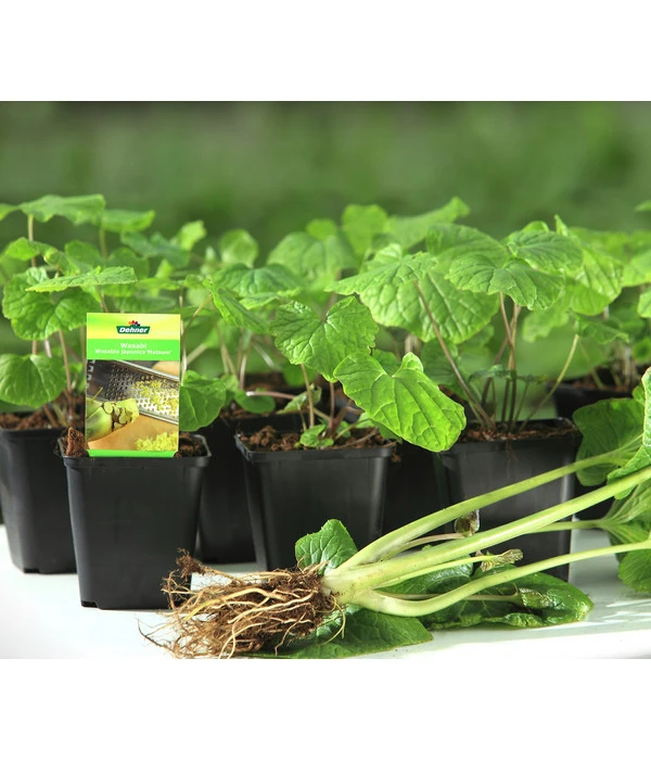 Wasabi 6 Wasabi – Bild 6