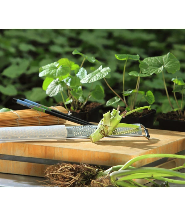 Wasabi 5 Wasabi – Bild 5