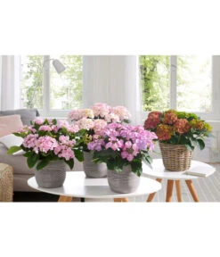 Hortensie - Hydrangea Macrophylla 'Tiffany' -Deutschland Genussgarten Verkaufs-Shop 20180522 PR MO 002 HortensienPremium