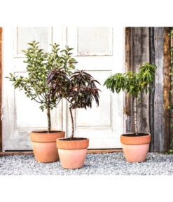 Zwergpfirsich 'Amber Pix Zee' -Deutschland Genussgarten Verkaufs-Shop 20190626 WE MO 002 ZwergundSaeulenobst GC10 2020 1