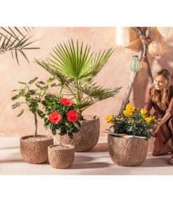 Zimmerhibiskus - Hibiscus Rosa-sinensis, Verschiedene Sorten -Deutschland Genussgarten Verkaufs-Shop 20210520 WE MO 001 Orientalisch