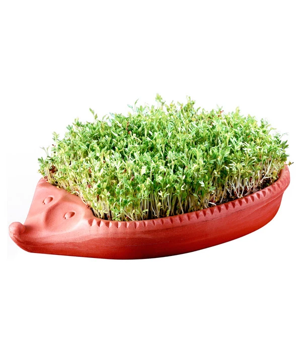 Römertopf Kresseigel Mit Kresse-Saatgut 2 Römertopf Kresseigel Mit Kresse-Saatgut – Bild 2