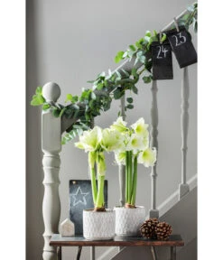 Amaryllis - Hippeastrum Hybride 'Alfresco' 8 Amaryllis - Hippeastrum Hybride 'Alfresco' -Deutschland Genussgarten Verkaufs-Shop 4306726 PR MO 002 TopfAmyWeiss16