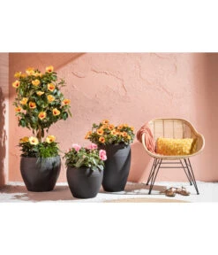 Zimmerhibiskus - Hibiscus Rosa-sinensis, Verschiedene Sorten -Deutschland Genussgarten Verkaufs-Shop 4319398 PR MO 001 KunststoffTopfSchwarz