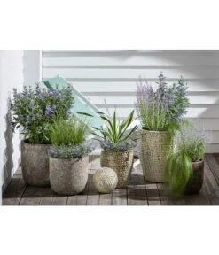 Blauraute 'Blue Spire' -Deutschland Genussgarten Verkaufs-Shop 4435640 PR MO 003 KeramikTopfBungxe