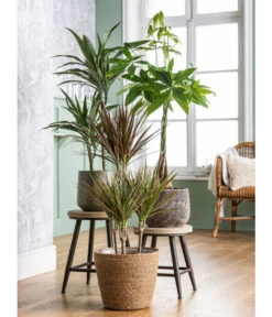 Drachenbaum - Dracaena Fragrans 'Cintho' 5 Drachenbaum - Dracaena Fragrans 'Cintho' -Deutschland Genussgarten Verkaufs-Shop 4439014 8517559 4439022 4083325 WE MO 001 DracaenaCintho KorbIgmarTopfStef