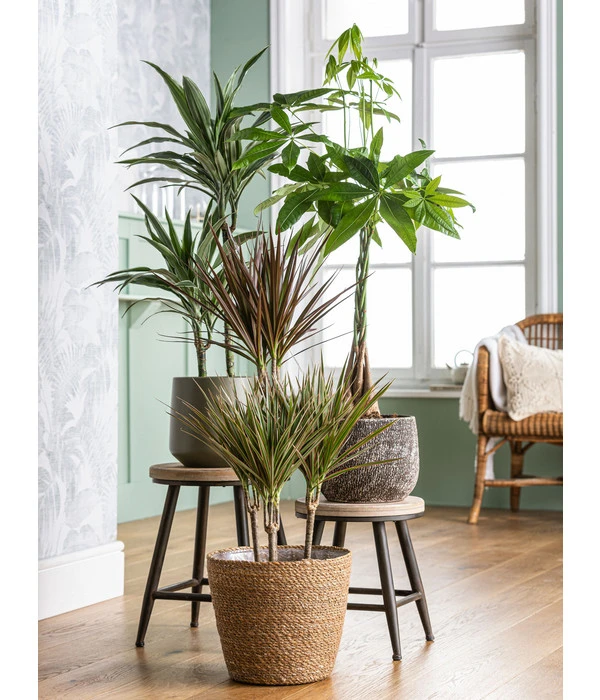 Drachenbaum - Dracaena Fragrans 'Cintho' 2 Drachenbaum - Dracaena Fragrans 'Cintho' – Bild 2