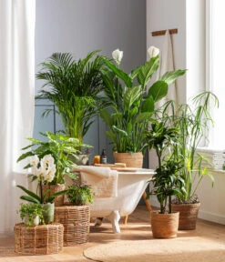 Schmetterlingsorchidee - Phalaenopsis Cultivars 'Cascade', Verschiedene Sorten 14 Schmetterlingsorchidee - Phalaenopsis Cultivars 'Cascade', Verschiedene Sorten -Deutschland Genussgarten Verkaufs-Shop 4440343 4439022 4438990 WE MO 002 IgmarBraun 2