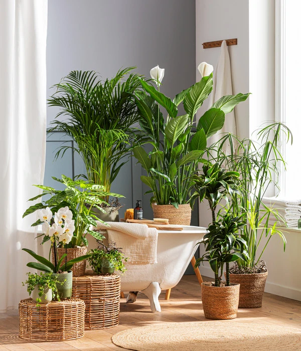 Schmetterlingsorchidee - Phalaenopsis Cultivars 'Cascade', Verschiedene Sorten 6 Schmetterlingsorchidee - Phalaenopsis Cultivars 'Cascade', Verschiedene Sorten – Bild 6