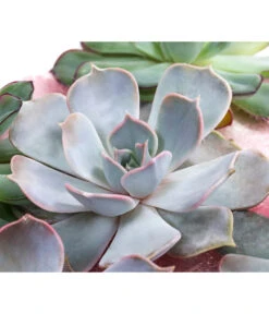 Echeverien-Set - Echeveria, 5-teilig, Verschiedene Sorten 3 Echeverien-Set - Echeveria, 5-teilig, Verschiedene Sorten -Deutschland Genussgarten Verkaufs-Shop 6115653 WE DE 001 EcheveriaO Wurz 5erSet