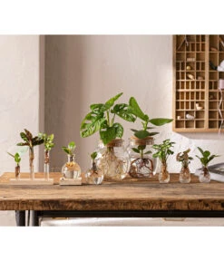 Waterplant Balsamapfel Im Kugelglas - Clusia Rosea 'Princess', Mit LED -Deutschland Genussgarten Verkaufs-Shop 6125066 WE MO 001 WaterPlants 1