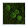 StyleGREEN Bild Aus Wald- Und Kugelmoos, Quadratisch, Ca. B35/H35/T6 Cm