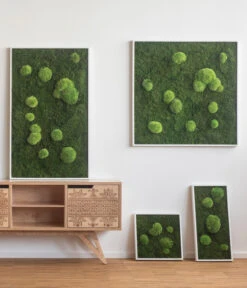 StyleGREEN Bild Aus Wald- Und Kugelmoos, Quadratisch, Ca. B35/H35/T6 Cm 5 StyleGREEN Bild Aus Wald- Und Kugelmoos, Quadratisch, Ca. B35/H35/T6 Cm -Deutschland Genussgarten Verkaufs-Shop 6429948 WE MO 001 Wald Kugelmoosbild35x35cmStylegreen