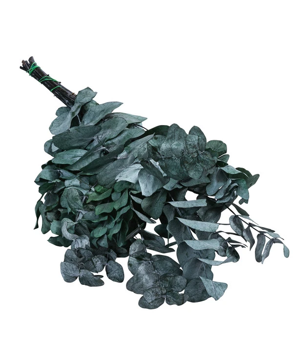Trockenblumenbund Eukalyptus, Dunkelgrün 1 Trockenblumenbund Eukalyptus, Dunkelgrün