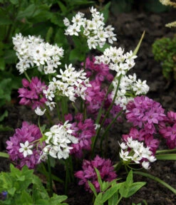 Dehner Blumenzwiebel 5 Monate Blütenpracht, 200 Stk. -Deutschland Genussgarten Verkaufs-Shop 6617286 WE MO 002 DehnerBlumenzwiebel5MonateBlumenpaket