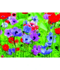 Dehner Blumenzwiebel 5 Monate Blütenpracht, 200 Stk. -Deutschland Genussgarten Verkaufs-Shop 6617286 WE MO 003 DehnerBlumenzwiebel5MonateBlumenpaket