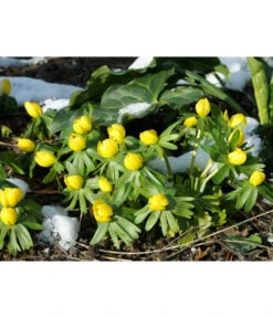 Dehner Blumenzwiebel 5 Monate Blütenpracht, 200 Stk. -Deutschland Genussgarten Verkaufs-Shop 6617286 WE MO 004 DehnerBlumenzwiebel5MonateBlumenpaket