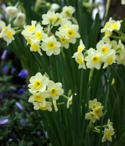 Dehner Blumenzwiebel 5 Monate Blütenpracht, 200 Stk. -Deutschland Genussgarten Verkaufs-Shop 6617286 WE MO 005 DehnerBlumenzwiebel5MonateBlumenpaket