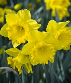 Dehner Blumenzwiebel 5 Monate Blütenpracht, 200 Stk. -Deutschland Genussgarten Verkaufs-Shop 6617286 WE MO 007 DehnerBlumenzwiebel5MonateBlumenpaket