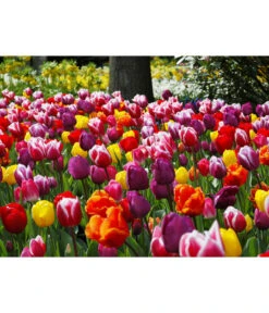 Dehner Blumenzwiebel 5 Monate Blütenpracht, 200 Stk. -Deutschland Genussgarten Verkaufs-Shop 6617286 WE MO 010 DehnerBlumenzwiebel5MonateBlumenpaket