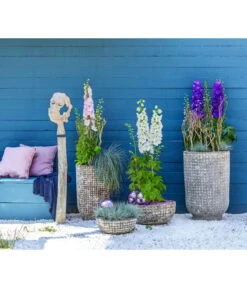 Rittersporn, Verschiedene Farben -Deutschland Genussgarten Verkaufs-Shop 6732911 WE MO 001 KeramikPflanztopfRelicRittersporn