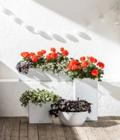 Schneeflockenblume -Deutschland Genussgarten Verkaufs-Shop 6770721 8813206 8809592 8824500 WE MO 001 LechuzaSchaleCubetoStone 1