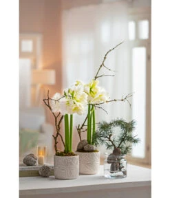 Amaryllis - Hippeastrum Hybride 'Alfresco' 7 Amaryllis - Hippeastrum Hybride 'Alfresco' -Deutschland Genussgarten Verkaufs-Shop 6835078 WE MO 001 TopfAmaryllisWeiss