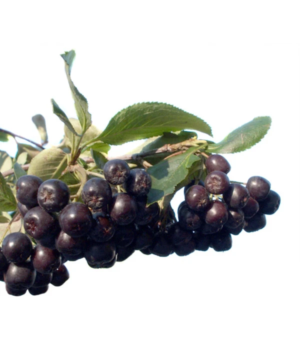 Apfelbeere, Aronia 'Nero' 4 Apfelbeere, Aronia 'Nero' – Bild 4