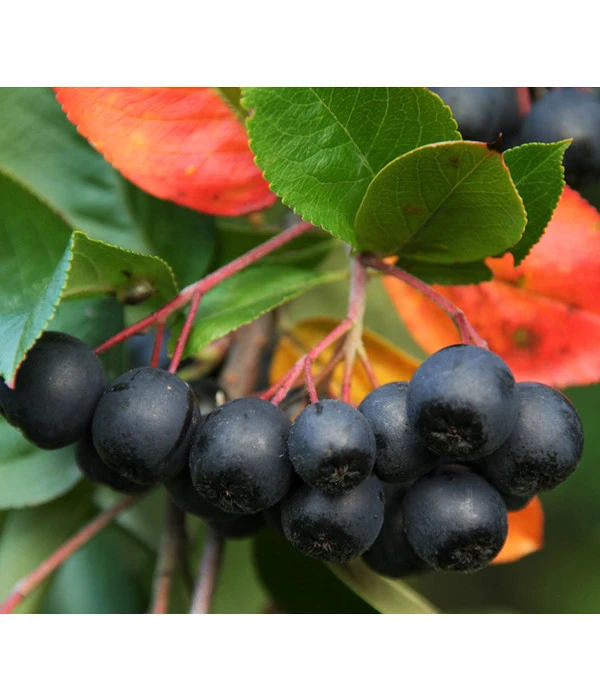 Apfelbeere, Aronia 'Nero' 1 Apfelbeere, Aronia 'Nero'