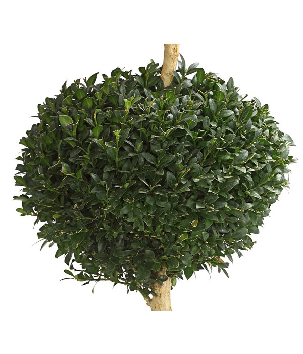 Buchsbaum, Stämmchen Mit 3 Kugeln 2 Buchsbaum, Stämmchen Mit 3 Kugeln – Bild 2