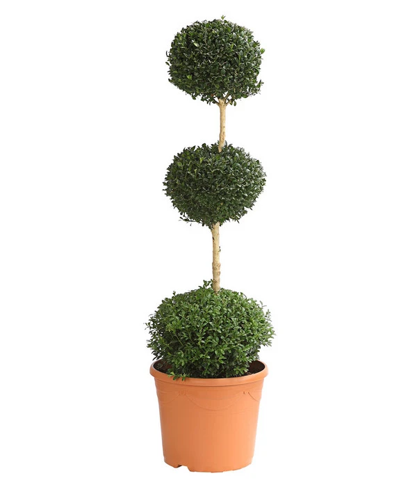Buchsbaum, Stämmchen Mit 3 Kugeln 1 Buchsbaum, Stämmchen Mit 3 Kugeln