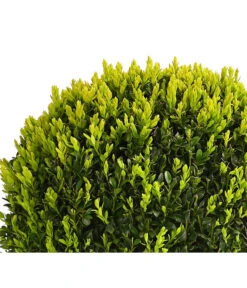 Buchs, Kugel -Deutschland Genussgarten Verkaufs-Shop 7082241 PR DE 001 BuxKugelDehnerExpressHerzig