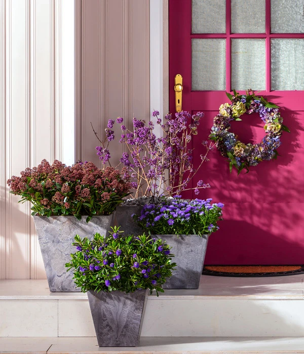 Liebesperlenstrauch 'Profusion' 4 Liebesperlenstrauch 'Profusion' – Bild 4