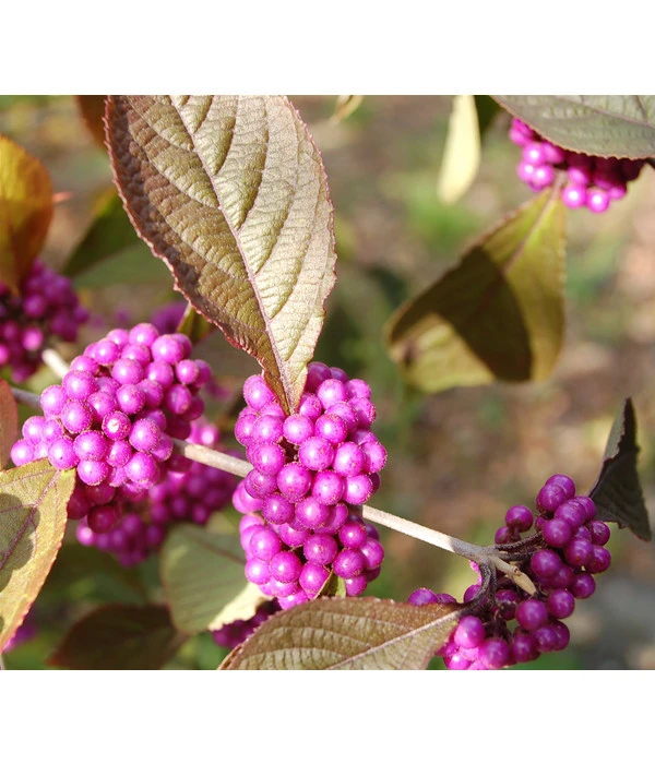 Liebesperlenstrauch 'Profusion' 1 Liebesperlenstrauch 'Profusion'