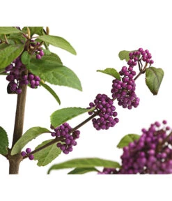 Liebesperlenstrauch 'Profusion' 13 Liebesperlenstrauch 'Profusion' -Deutschland Genussgarten Verkaufs-Shop 7084478 WE DE 006 CallicarpaSchoenfruchtBodinieriProfusion3L