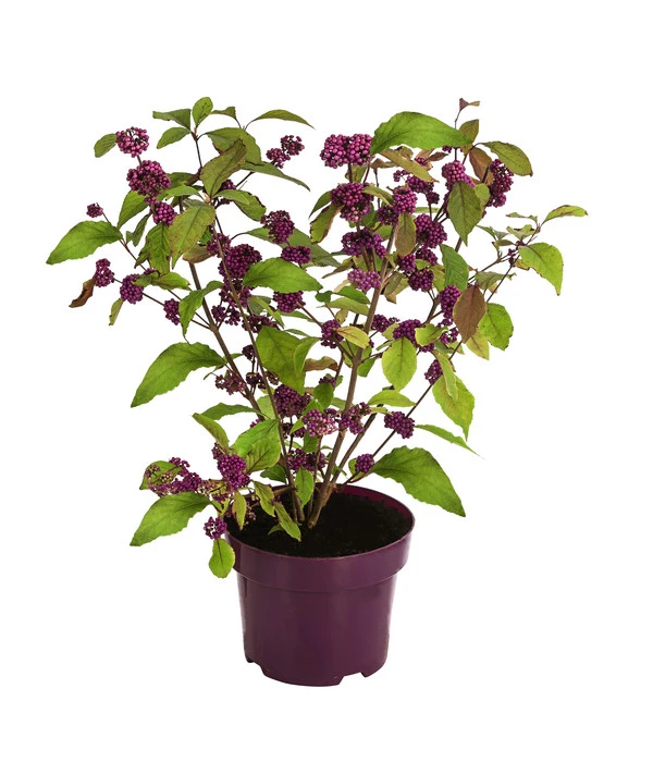 Liebesperlenstrauch 'Profusion' 2 Liebesperlenstrauch 'Profusion' – Bild 2