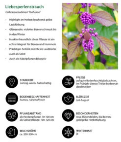 Liebesperlenstrauch 'Profusion' 12 Liebesperlenstrauch 'Profusion' -Deutschland Genussgarten Verkaufs-Shop 7084478 WE IG 001 Liebesperlenstrauch