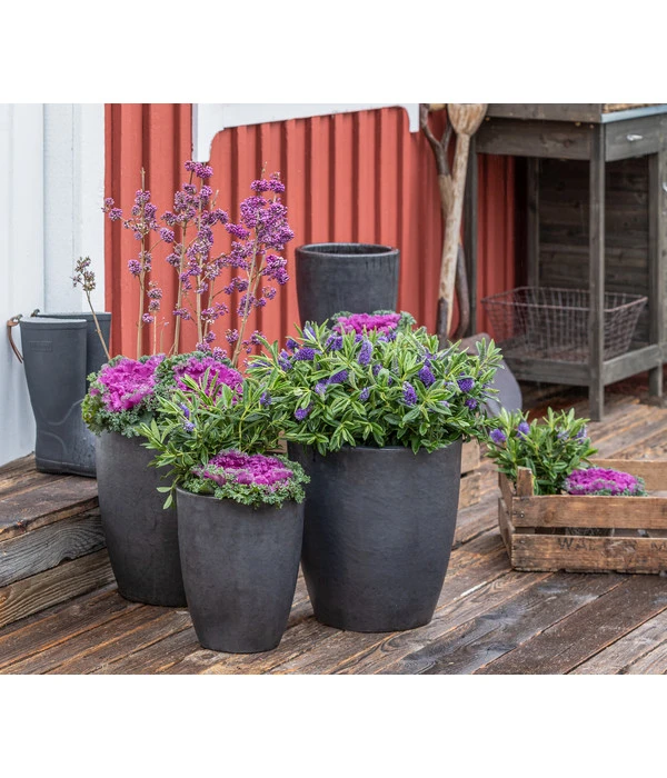 Liebesperlenstrauch 'Profusion' 3 Liebesperlenstrauch 'Profusion' – Bild 3