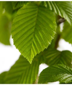 20 Meter Hainbuche, 100 X Ca. 125-150 Cm -Deutschland Genussgarten Verkaufs-Shop 7088883 WE DE 001 CarpinusBetulusHainbuche4LDehnerExpressZS