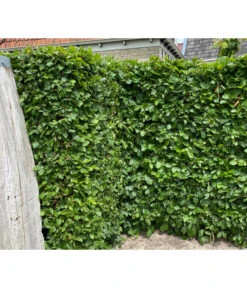 20 Meter Hainbuche, 100 X Ca. 125-150 Cm -Deutschland Genussgarten Verkaufs-Shop 7089188 WE MO 002 HainbuchenCarpinusBetulus2l 1