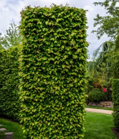 2-3 Meter Hainbuche, 10 X Ca. 50-60 Cm -Deutschland Genussgarten Verkaufs-Shop 7089188 WE MO Luckner Hecke CarpinusBetulusHainbuche