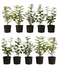 2-3 Meter Hainbuche, 10 X Ca. 50-60 Cm