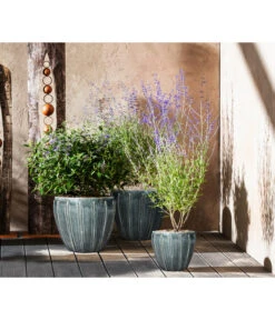 Blauraute 'Blue Spire' -Deutschland Genussgarten Verkaufs-Shop 7090863 7302631 WE MO 001 Blauraute Bartblume