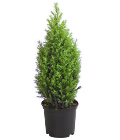 Scheinzypresse 'Ellwood's Gold'