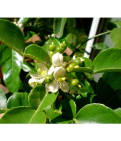 Dehner Gourmet Garten Kaffir-Limette -Deutschland Genussgarten Verkaufs-Shop 7120884 WE DE 002 GGCitrusHystrix Pixabay