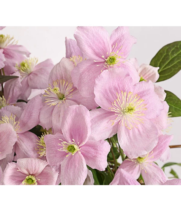 Berg-Waldrebe - Clematis 'Fragrant Spring' 1 Berg-Waldrebe - Clematis 'Fragrant Spring'