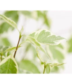 Weißbunter Hartriegel 'Argenteomarginata' -Deutschland Genussgarten Verkaufs-Shop 7130412 WE DE 001 CornusAlbaArgenteomarginataHartriegel5LDehnerExpressZS